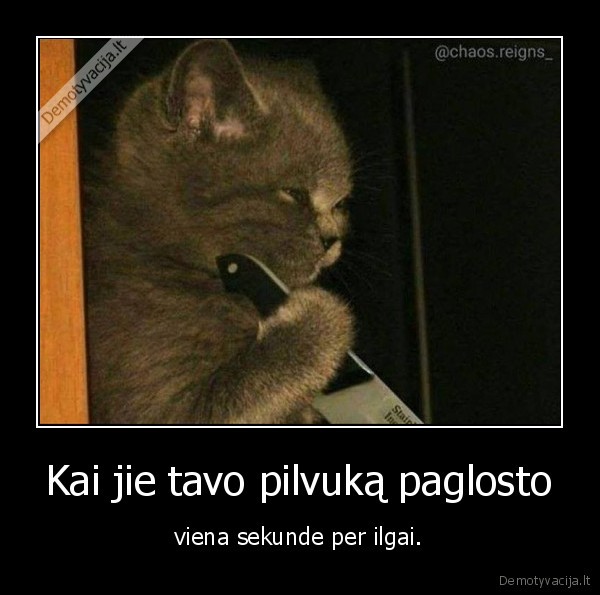 kate,katinas,kaciukas,peilis,pilvukas