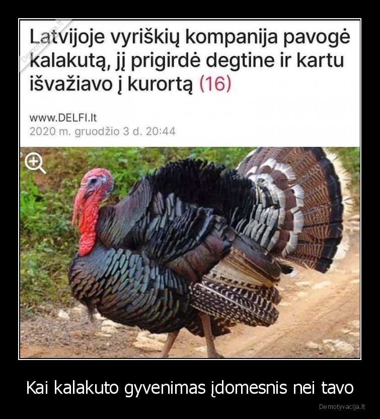 Kai kalakuto gyvenimas įdomesnis nei tavo