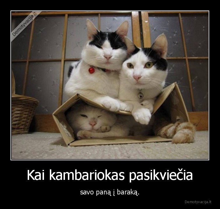kamabriokas,barakas,pana,kate,katinas
