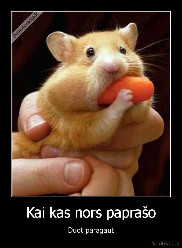 ziurkenas, valgo,maistas,dave, paragauti