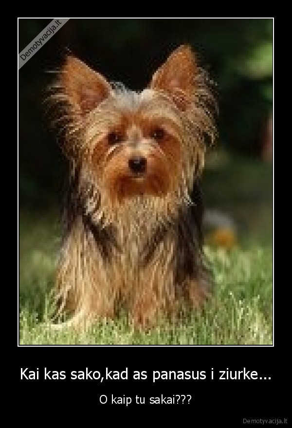 Kai kas sako,kad as panasus i ziurke...