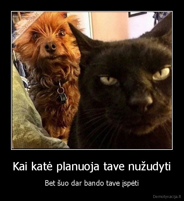 katinas, ir, suo,zudikai