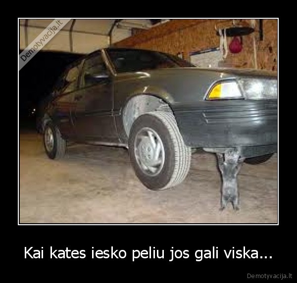 Kai kates iesko peliu jos gali viska...