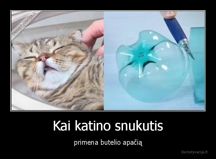 katinas,butelio,apacia,plastmase,pasirode,parodijos