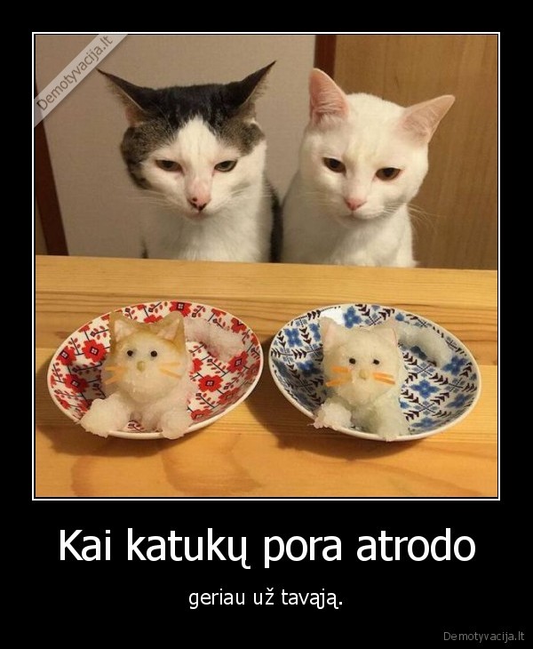 katinai,mieli, katinai,katukai,kate,katinas,maistas