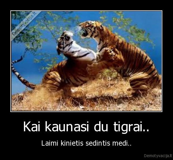 Kai kaunasi du tigrai..