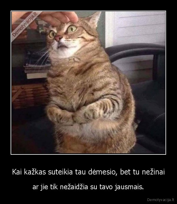 kate,katinas,demesys,emocijos,jausmai