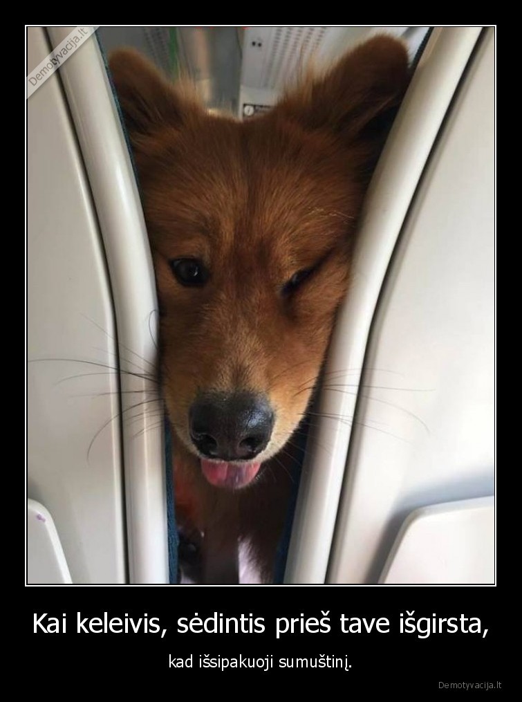 sumustinis,suo,keleivis