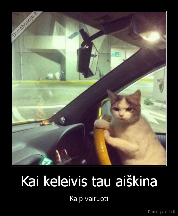 piktas, katinas,moko, vairuoti