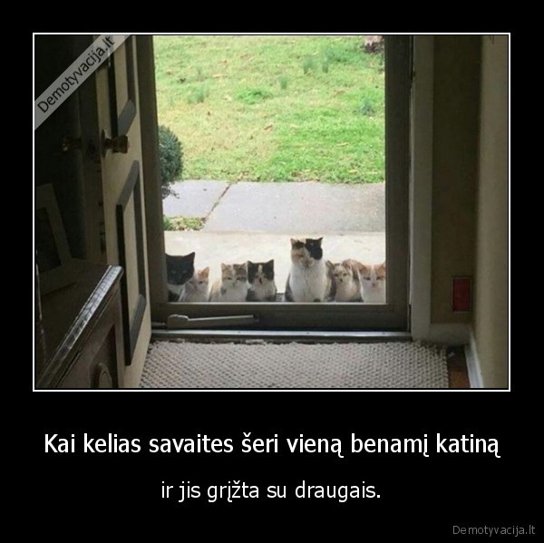 katinas,kate,serimas,benamis