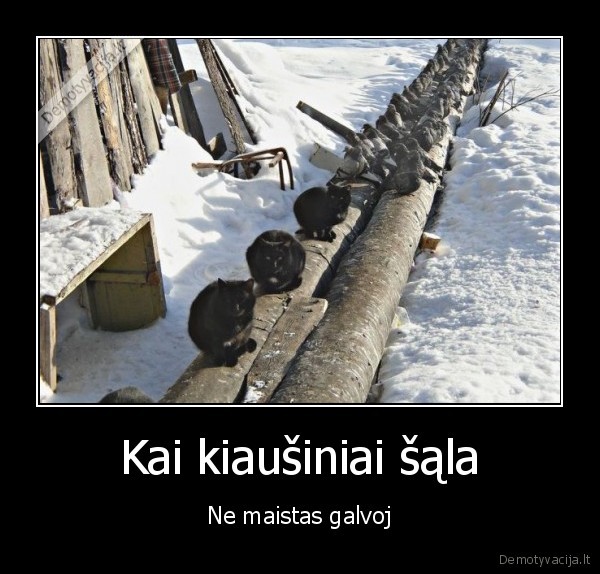 katinasi, ant, vamzdzio,sildosi, katinai,balandziai