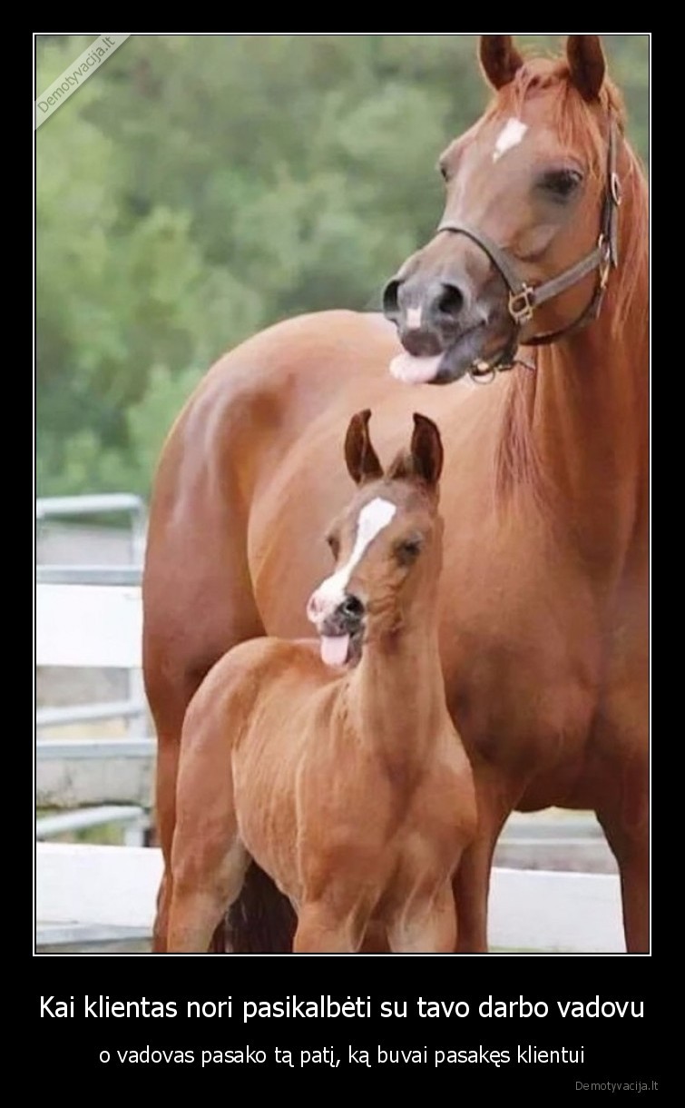 klientas,teisus,vadovas