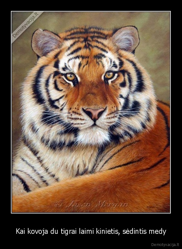 tigras,kinietis,kubilius