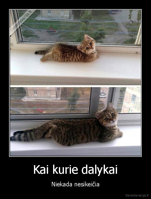 katinas, ant, palanges,iprotis