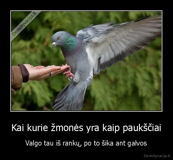 Kai kurie žmonės yra kaip paukščiai