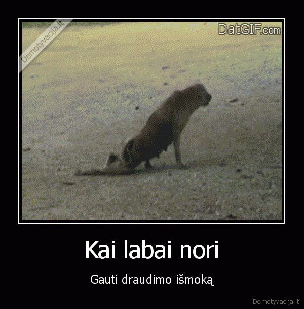 suo, apsimetineja,invalidumas,draudimas