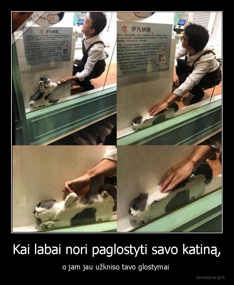 katinas,paglostyti,uzkniso