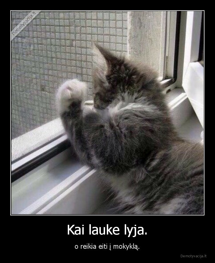 lyja,mokykla,katinas