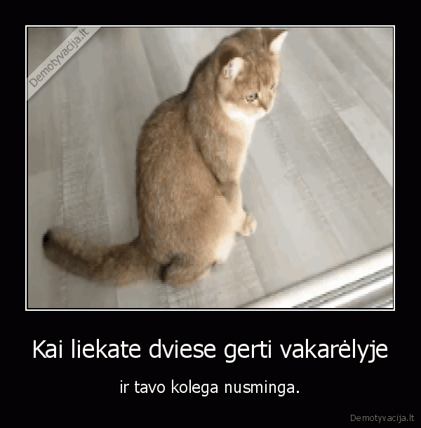 kate,katinas,katinai,alkoholis,girtumas,vakarelis