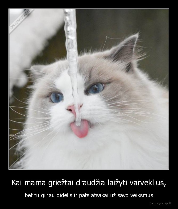 katinas,varveklis,veiksmai