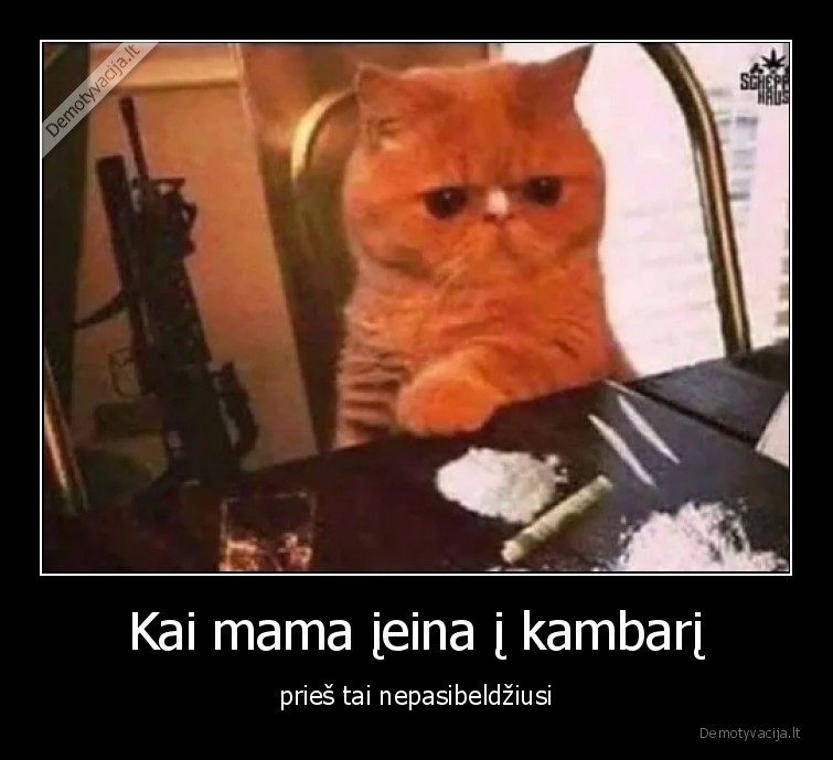 katinas,koksas,mama,kambarys