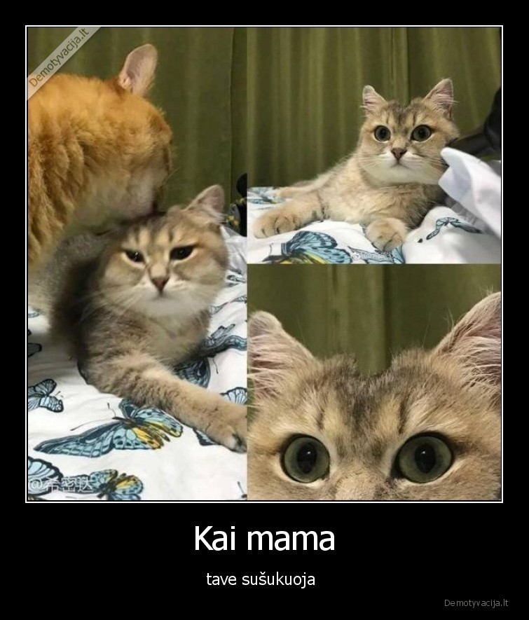 mama,sukuosena,katinas