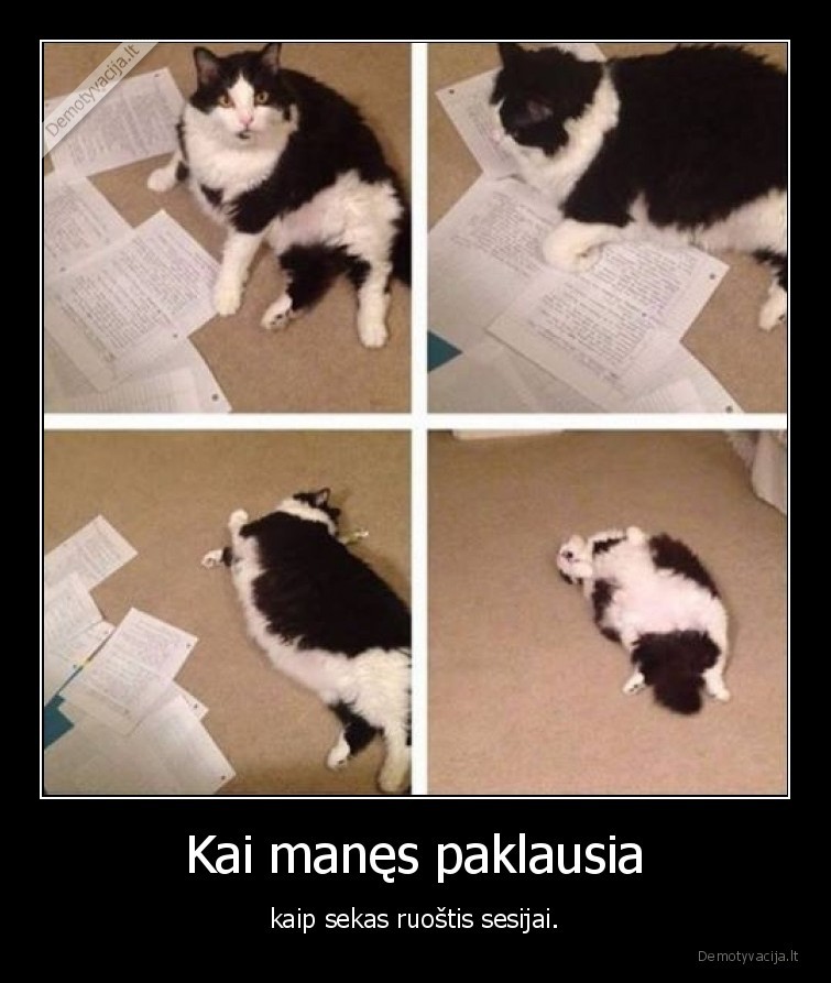 sesija,kate,katinas,mokslai