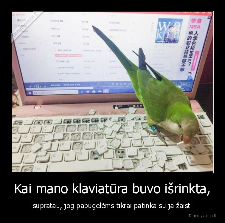 papuga,klaviatura,zaislai