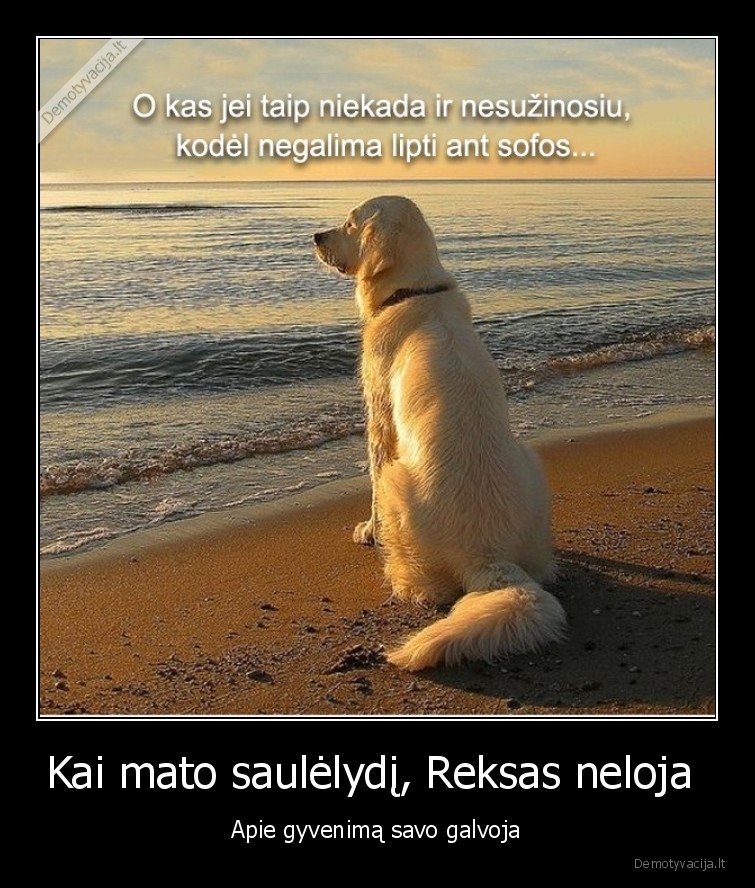 reksas,labradoras,suo,mintys,sofa