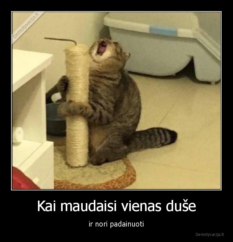 padainuoti,katinas,dusas,draskykle