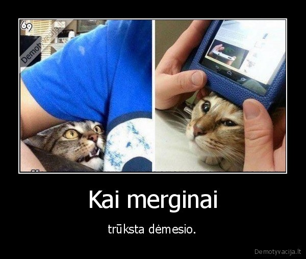 kate,katinas,mergina,demesys