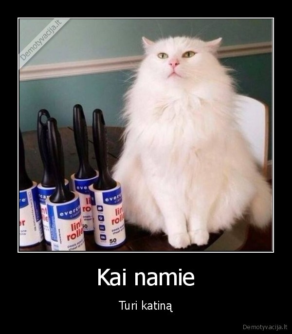 puku, nurinkiklis,plaukuotas, katinas