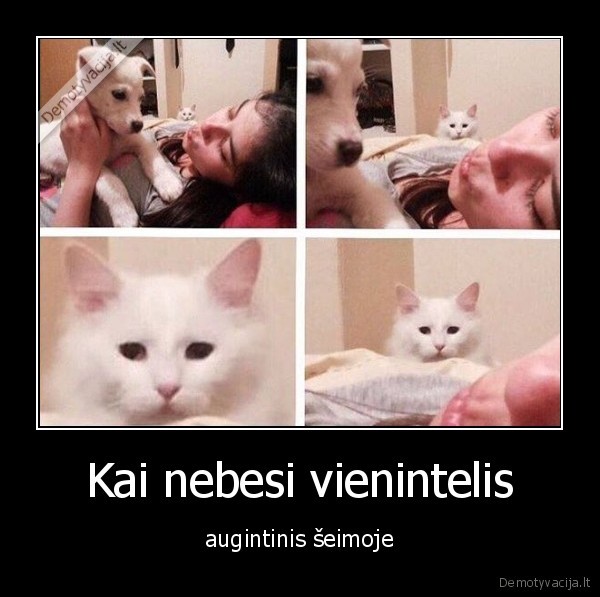 kate,katinas,suo,liudesys