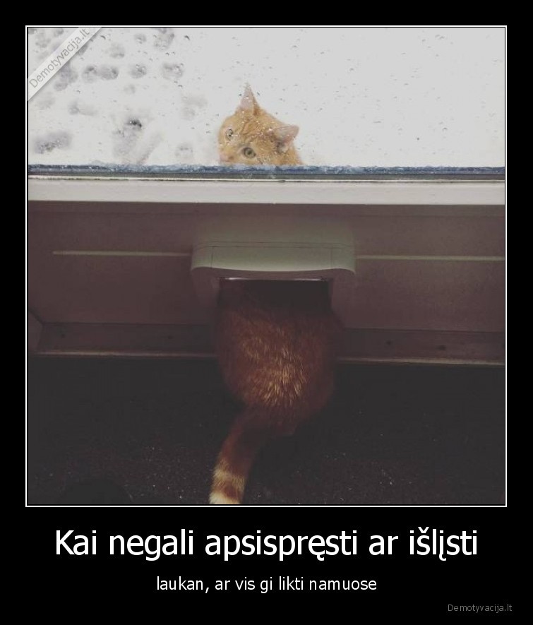 katinai,gyvunai,likti,islisti,laukas,namai