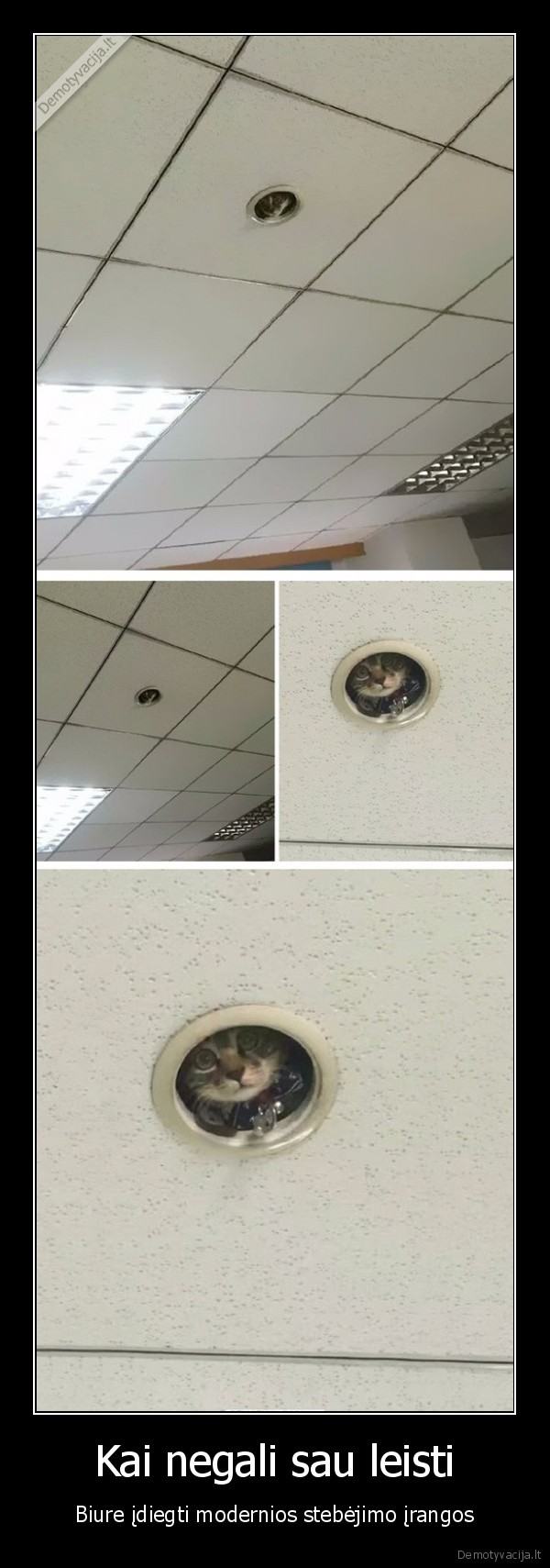 katukas,katinas,kamera