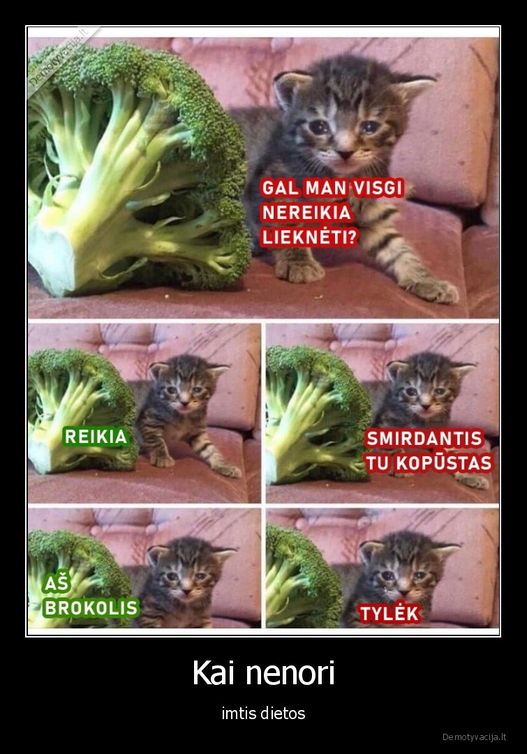 dieta,maistas,brokolis,katinas