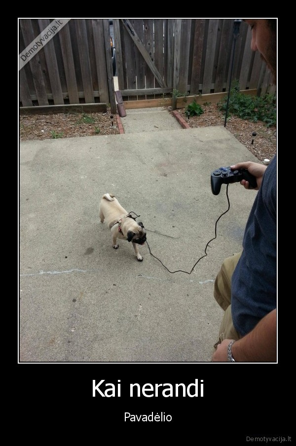 dzoistikas,suns, pavadelis