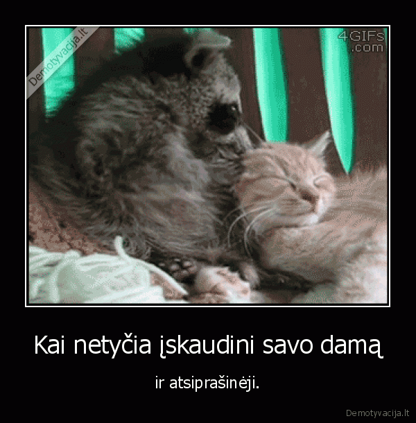 kate,katinas,meskenas,dama,moteris,vyras,atsiprasyti