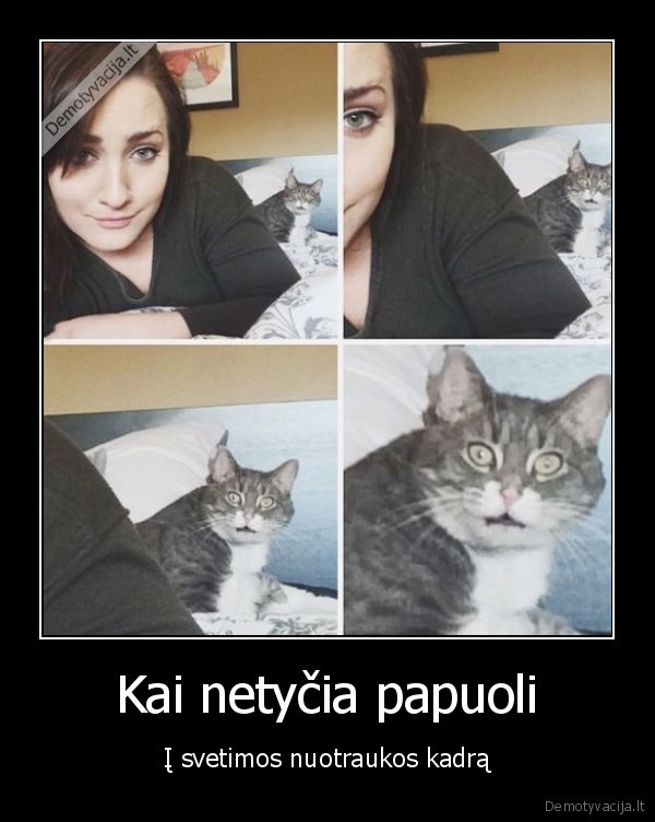 nuotrauka,juokingas, katinas