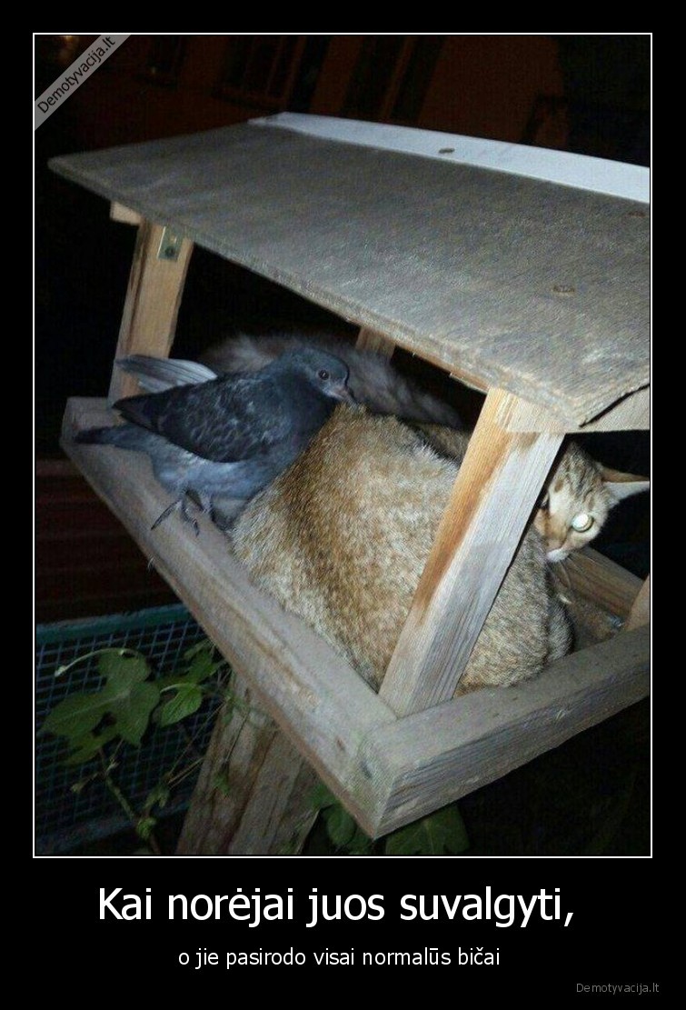 katinas,balandziai,susidraugavo,bicai