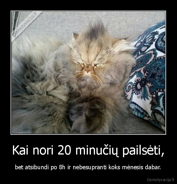 kate,katinas,poilsis,miegas,menesis