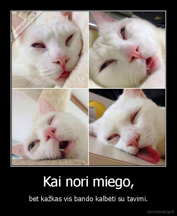 kate,katinas,miegas,kalba