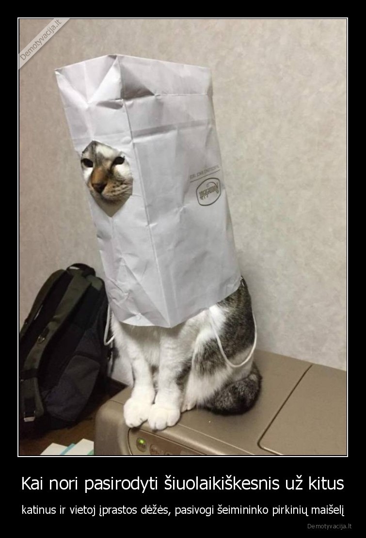siuolaikiskesnis,katinas,pirkiniu, maiselis