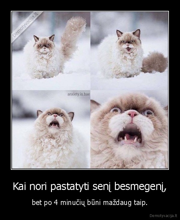 senis, besmegenis,sniegas,kate,katinas