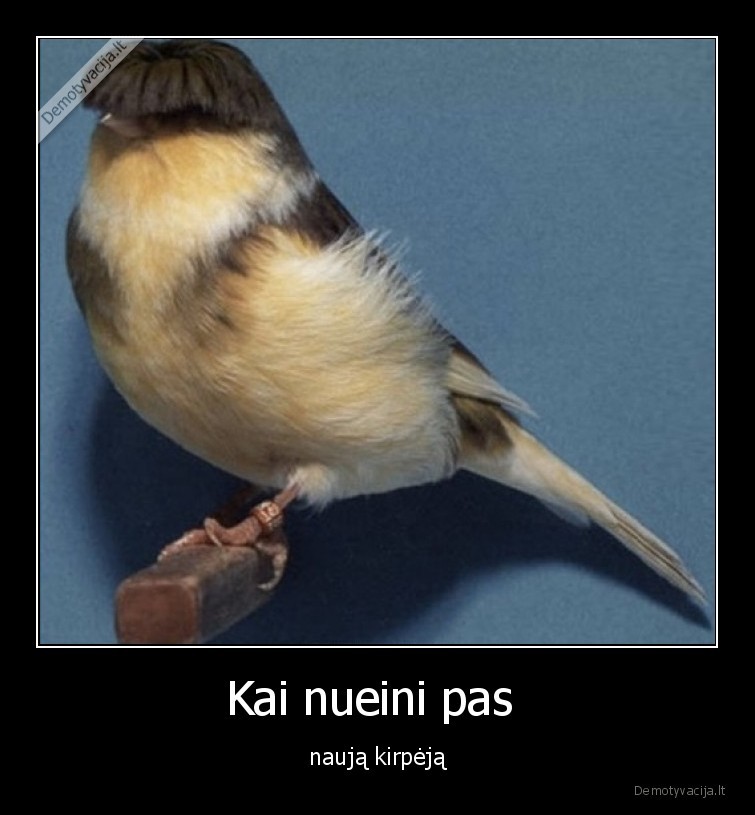 kirpejas,juokinga,sukuosena,paukstis