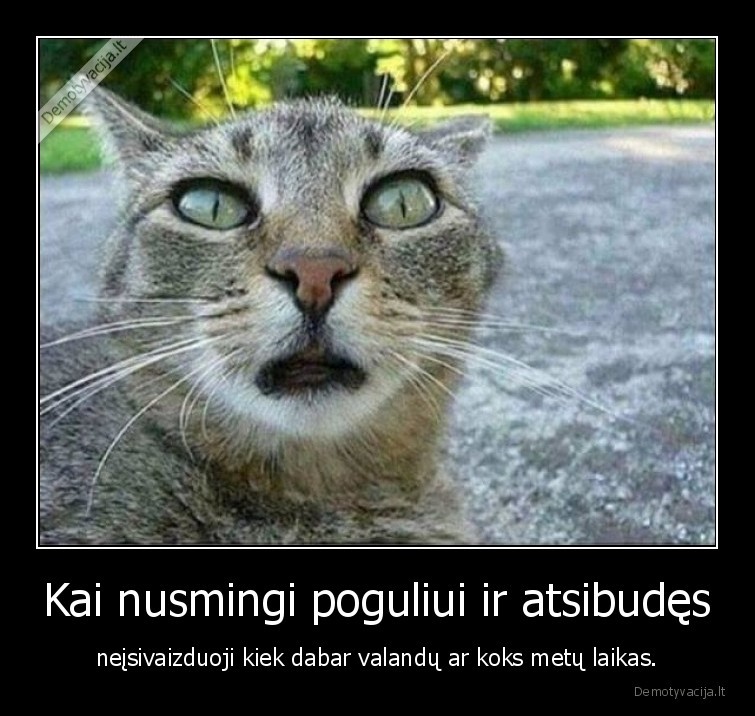 pogulis,miegas,kate,katinas