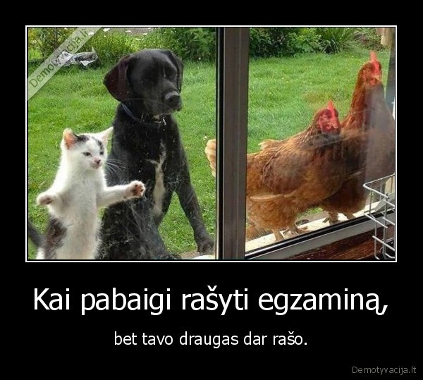 egzaminas,mokslai,kate,suo