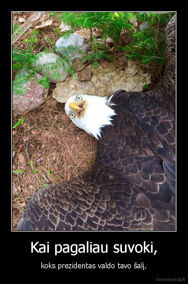 erelis,usa,amerika,trumpas,prezidentas