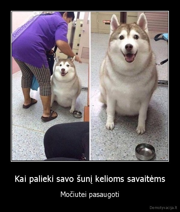 mociute,nusere, suni,storas, suo