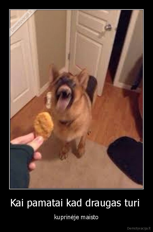 suo,maistas,mokykla,draugai